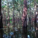 Flooded forest, Cambodia