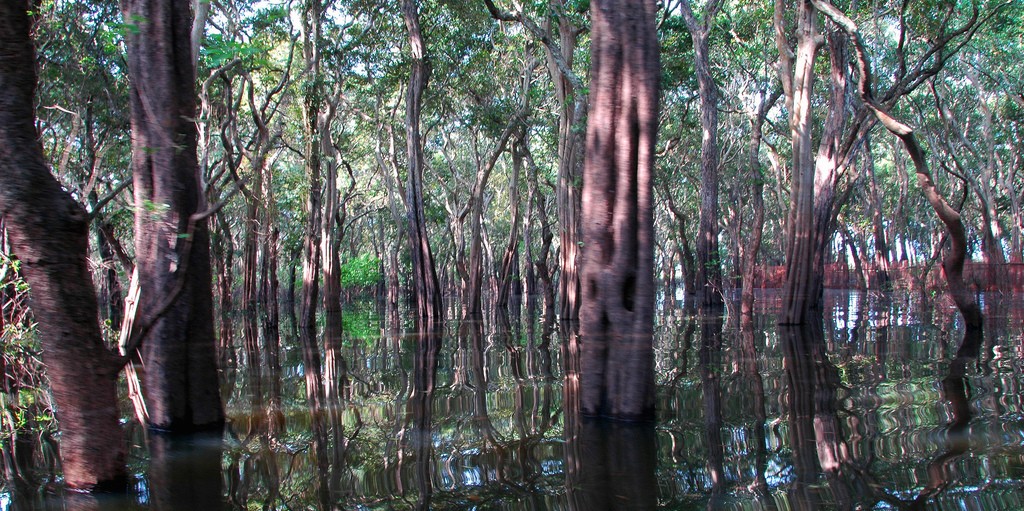 Flooded forest, Cambodia