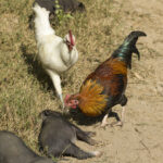 Rooster in Luang Prabang